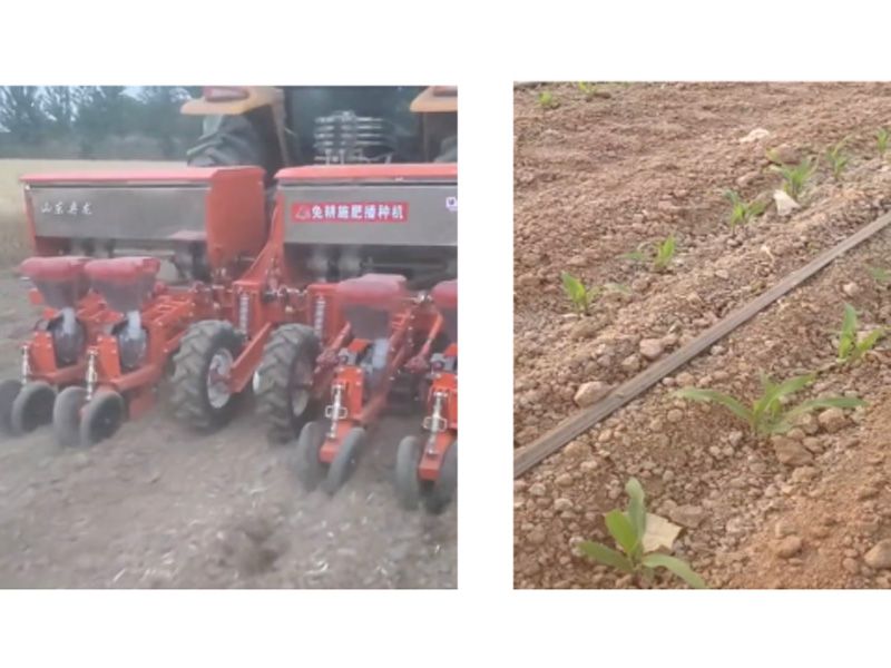 奧龍高產(chǎn)新模式播種玉米長(zhǎng)勢(shì)良好